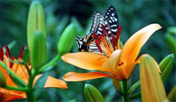 网络教育怎么报名 有什么优势