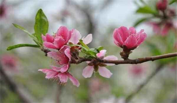 自考专升本与成考专升本的区别是什么？