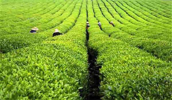 自考缺考3次是不是禁考