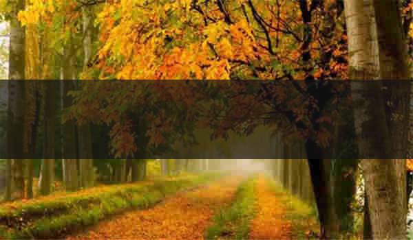 自考本科有工程管理专业吗