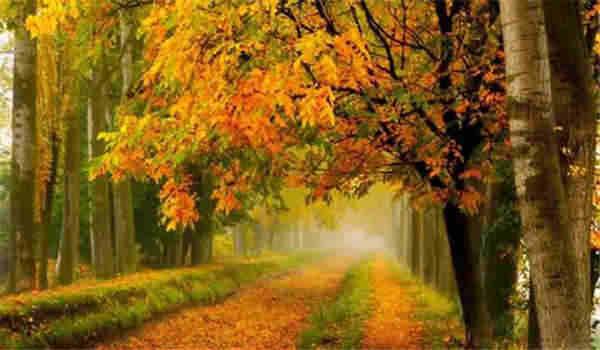 湖北自考大专本科价格多少