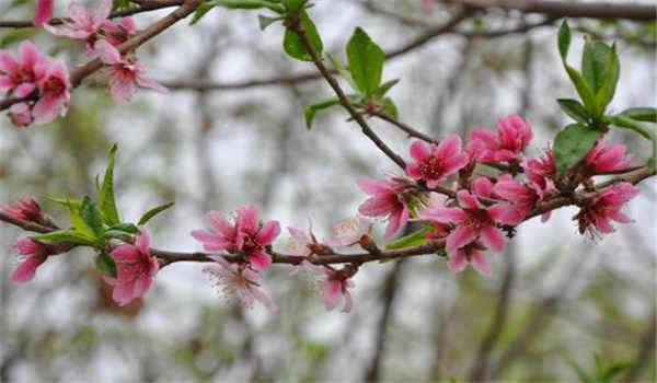 湖北自考本科计算机考什么