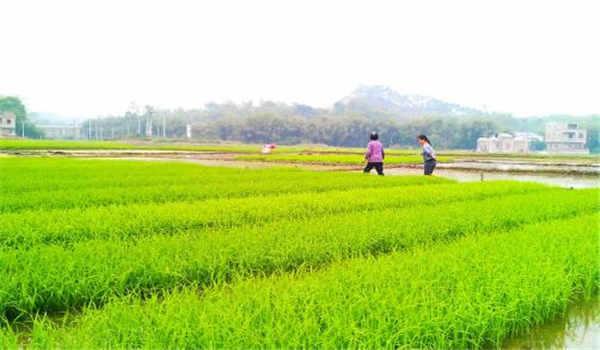 国家开放大学是不是成人教育？