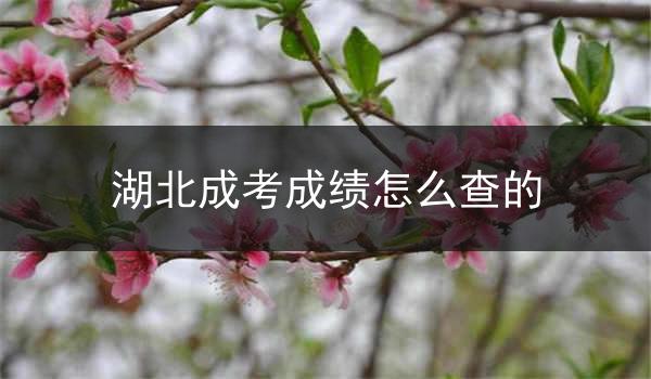 湖北成考成绩怎么查的