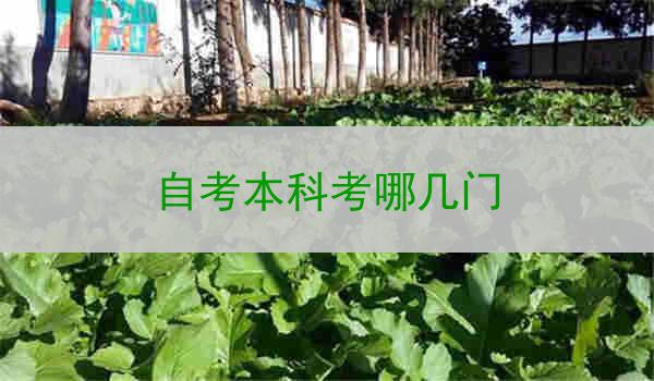 自考本科考哪几门