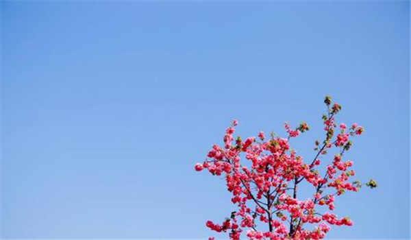 国家开放大学专科毕业可以继续报本科吗