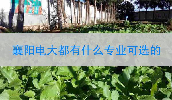 襄阳电大都有什么专业可选的