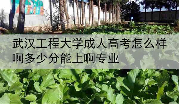 武汉工程大学成人高考怎么样啊多少分能上啊专业